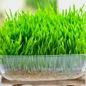 Wheat Grass Seed 1 LB (13,500+ seeds) - Pet Friendly, Guaranteed to Grow - Image 3