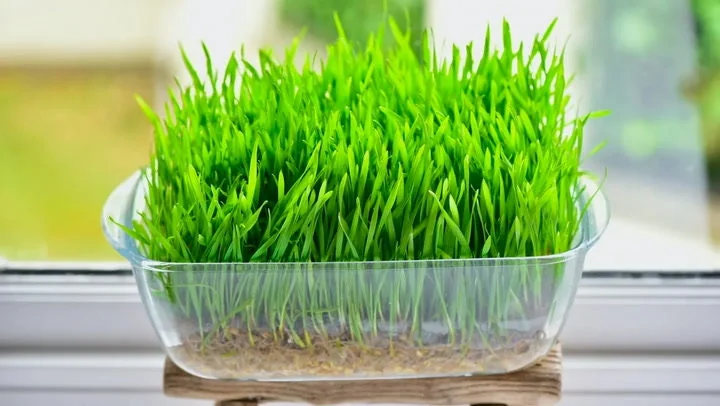 Wheat Grass Seed 1 LB (13,500+ seeds) - Pet Friendly, Guaranteed to Grow - Image 3