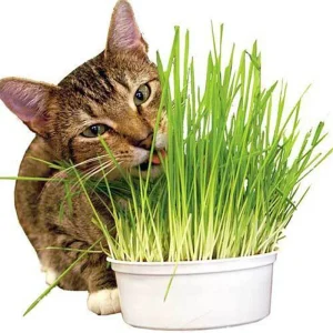 Wheat Grass Seed 1 LB (13,500+ seeds) - Pet Friendly, Guaranteed to Grow - Image 4