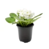 White African Violet Live Plant – Saintpaulia Ionantha – 4 inch Pot – Indoor Houseplant - Image 1
