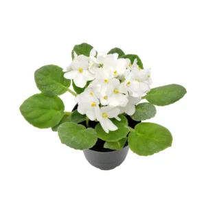 White African Violet Live Plant – Saintpaulia Ionantha – 4 inch Pot – Indoor Houseplant - Image 2