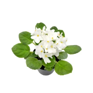 White African Violet Live Plant – Saintpaulia Ionantha – 4 inch Pot – Indoor Houseplant - Image 3