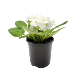 White African Violet Live Plant – Saintpaulia Ionantha – 4 inch Pot – Indoor Houseplant - Image 1