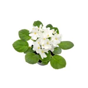 White African Violet Live Plant – Saintpaulia Ionantha – 4 inch Pot – Indoor Houseplant - Image 4