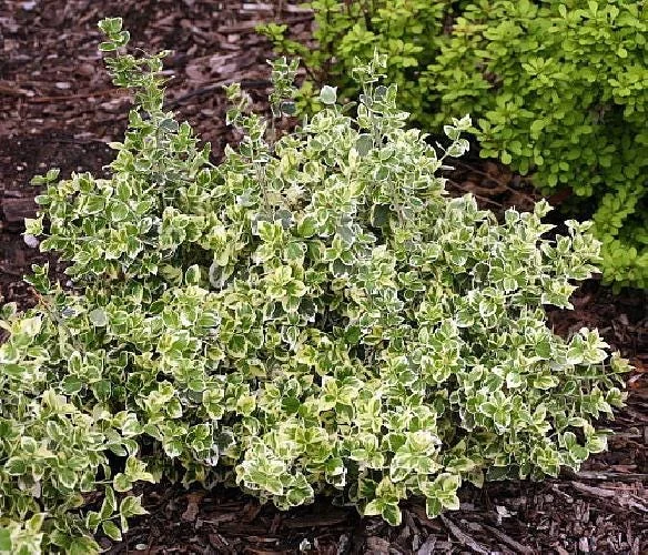 White Album Euonymus Live Plant - Variegated Evergreen Groundcover - 4 inch Pot - Image 3