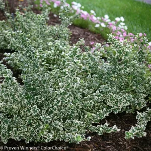 White Album Euonymus Live Plant - Variegated Evergreen Groundcover - 4 inch Pot - Image 4