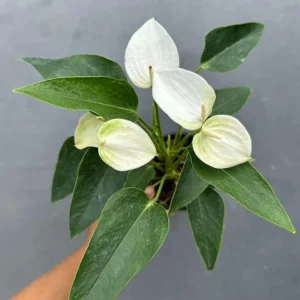 White Anthurium Live Plant in 4 inch Pot - Easy Care Flamingo Flower Houseplant - Image 2