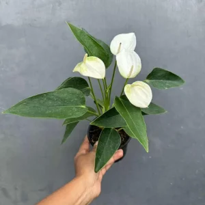 White Anthurium Live Plant in 4 inch Pot - Easy Care Flamingo Flower Houseplant - Image 5