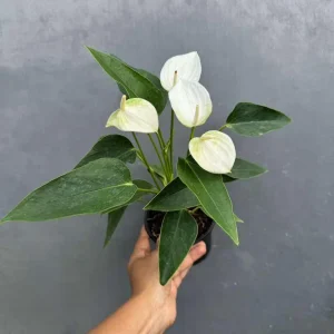 White Anthurium Live Plant in 4 inch Pot - Easy Care Flamingo Flower Houseplant - Image 6