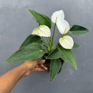 White Anthurium Live Plant in 4 inch Pot - Easy Care Flamingo Flower Houseplant - Image 7
