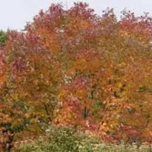 White Ash Tree Live Plant – 12-24in Bare Root – Fraxinus americana Outdoor - Image 4