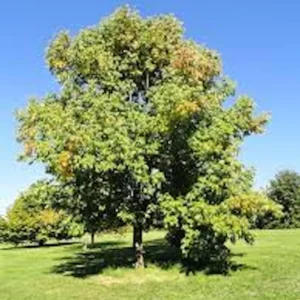 White Ash Tree Live Plant – 12-24in Bare Root – Fraxinus americana Outdoor - Image 5