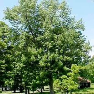 White Ash Tree Live Plant – Fraxinus americana – 12-24in Bare Root - Image 3