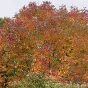 White Ash Tree Live Plant – Fraxinus americana – 12-24in Bare Root - Image 4