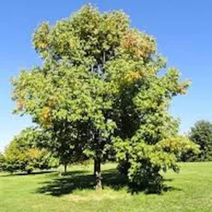 White Ash Tree Live Plant – Fraxinus americana – 12-24in Bare Root - Image 5