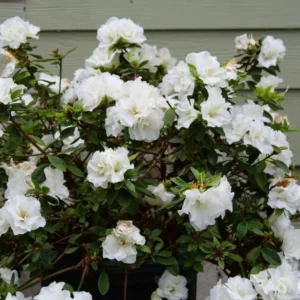 White Azalea Live Plant - Formosa Shrub, 6-8 Inch Tall, 3 Inch Pot, Outdoor - Image 10