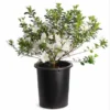 White Azalea Live Plant - Formosa Shrub, 6-8 Inch Tall, 3 Inch Pot, Outdoor - Image 1