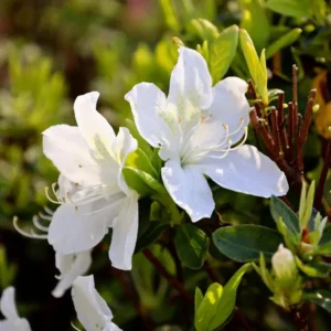 White Azalea Live Plant - Formosa Shrub, 6-8 Inch Tall, 3 Inch Pot, Outdoor - Image 2