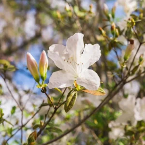 White Azalea Live Plant - Formosa Shrub, 6-8 Inch Tall, 3 Inch Pot, Outdoor - Image 3
