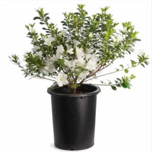 White Azalea Live Plant - Formosa Shrub, 6-8 Inch Tall, 3 Inch Pot, Outdoor - Image 1