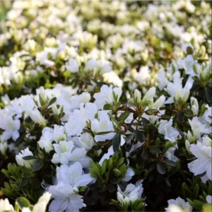 White Azalea Live Plant - Formosa Shrub, 6-8 Inch Tall, 3 Inch Pot, Outdoor - Image 4