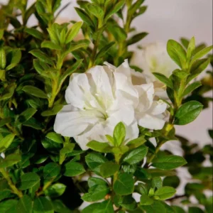 White Azalea Live Plant - Formosa Shrub, 6-8 Inch Tall, 3 Inch Pot, Outdoor - Image 6