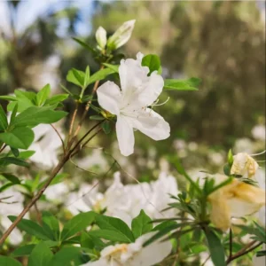 White Azalea Live Plant - Formosa Shrub, 6-8 Inch Tall, 3 Inch Pot, Outdoor - Image 7