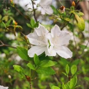 White Azalea Live Plant - Formosa Shrub, 6-8 Inch Tall, 3 Inch Pot, Outdoor - Image 8