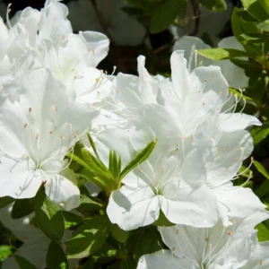 White Azalea Live Plant - Formosa Shrub, 6-8 Inch Tall, 3 Inch Pot, Outdoor - Image 9