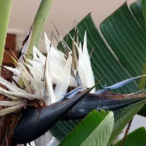 White Bird of Paradise Live Plant – Strelitzia nicolai – 4 inch Pot – Indoor/Outdoor - Image 2
