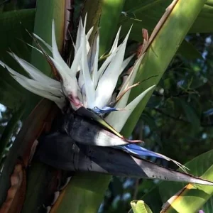 White Bird of Paradise Live Plant – Strelitzia nicolai – 4 inch Pot – Indoor/Outdoor - Image 1
