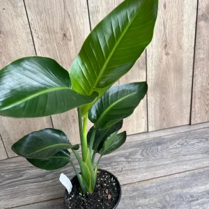 White Bird of Paradise Live Plant, Strelitzia nicolai, 6 inch Pot, Indoor/Outdoor - Image 4