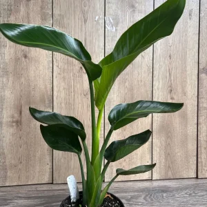 White Bird of Paradise Live Plant, Strelitzia nicolai, 6 inch Pot, Indoor/Outdoor - Image 6