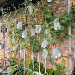 White Bitter Gourd Seeds - Heirloom Asian Vegetable Seeds - 20 Count Packet - Image 3