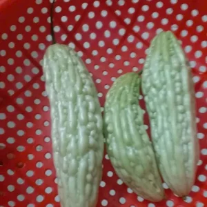 White Bitter Gourd Seeds - Heirloom Asian Vegetable Seeds - 20 Count Packet - Image 1