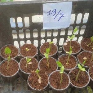 White Bitter Gourd Seeds - Heirloom Asian Vegetable Seeds - 20 Count Packet - Image 4