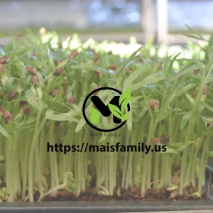 White Bitter Gourd Seeds - Heirloom Asian Vegetable Seeds - 20 Count Packet - Image 5