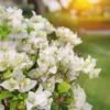 White Bougainvillea Live Plant - Flowering Perennial, Rooted Starter 6-8 Inches Tall - Image 1