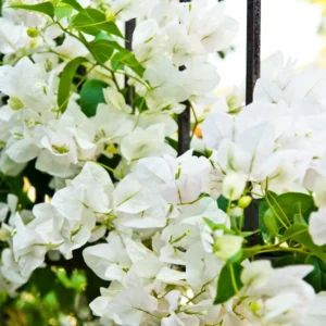 White Bougainvillea Live Plant - Flowering Perennial, Rooted Starter 6-8 Inches Tall - Image 2