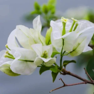 White Bougainvillea Live Plant - Flowering Perennial, Rooted Starter 6-8 Inches Tall - Image 3