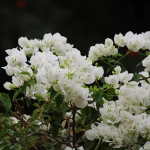 White Bougainvillea Live Plant - Flowering Perennial, Rooted Starter 6-8 Inches Tall - Image 4