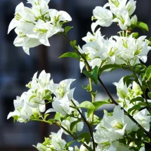 White Bougainvillea Live Plant - Flowering Perennial, Rooted Starter 6-8 Inches Tall - Image 5