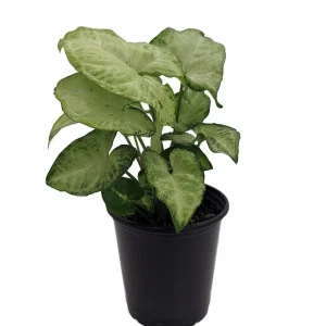 White Butterfly Arrowhead Plant - Syngonium Podophyllum Live Plant - 3.5