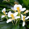 White Butterfly Ginger Lily Rhizome - Organic Hedychium coronarium Bare Root Plant - Image 1