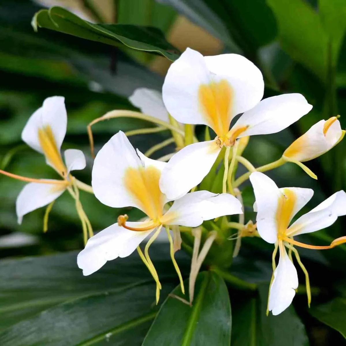 White Butterfly Ginger Lily Rhizome - Organic Hedychium coronarium Bare Root Plant - Image 1