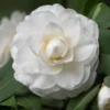 White Camellia Live Plant - 4" Pot, Starter Size 6-12 Inches Tall, Outdoor - Image 1