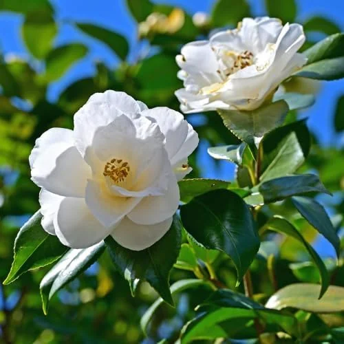 White Camellia Live Plant - 4" Pot, Starter Size 6-12 Inches Tall, Outdoor - Image 2