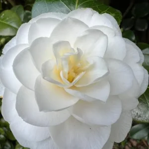 White Camellia Live Plant - 4