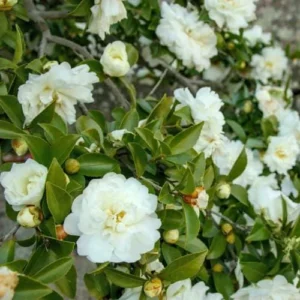 White Camellia Live Plant – Rare Tree – 4 inch Pot – Outdoor Shrub - Image 2