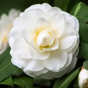 White Camellia Live Plant – Rare Tree – 4 inch Pot – Outdoor Shrub - Image 3